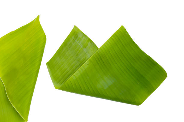 istock Banana leaves on white background. 2155353470