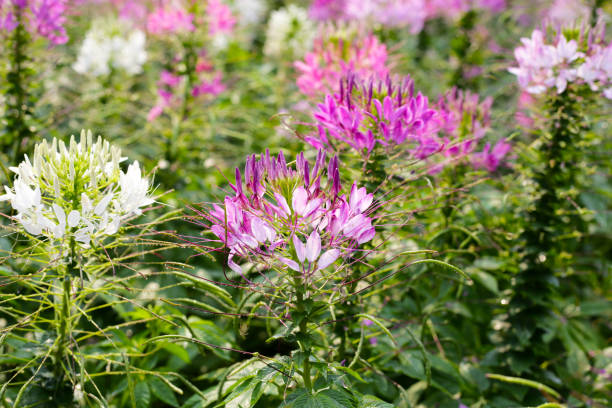 istock Cleome spinosa flower in the park 2155353577