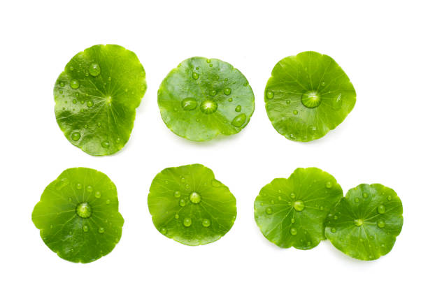 istock Fresh centella asiatica leaves with rain drop. Gotu kola herb plant 2155353729