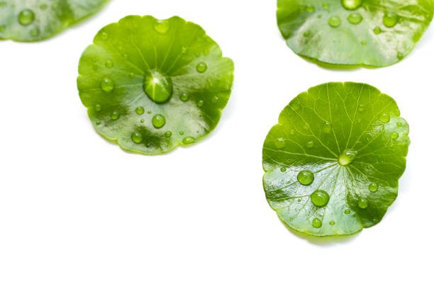 istock Fresh centella asiatica leaves with rain drop. Gotu kola herb plant 2155353759