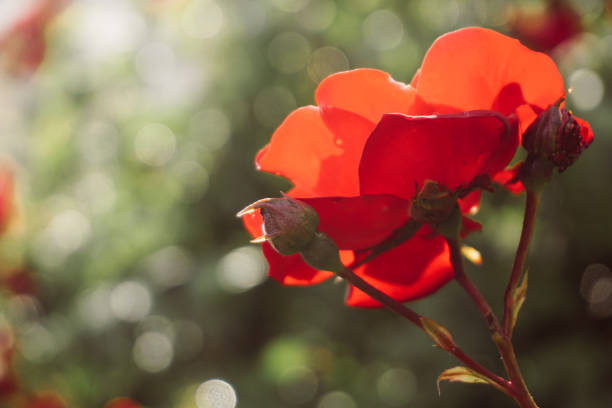 Flower and light; background or texture; spring concept