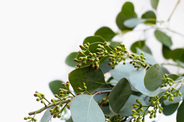 istock Eucalyptus leaves on white background. Green leaf branches. 2155354756