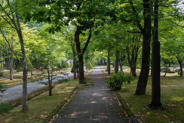 istock Park in early summer with fresh green trees 2155354776