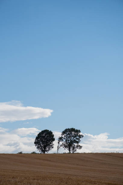 istock Wheat field after harvesting and oak trees 2155354876