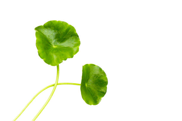 istock Fresh centella asiatica leaves with rain drop. Gotu kola herb plant 2155354900
