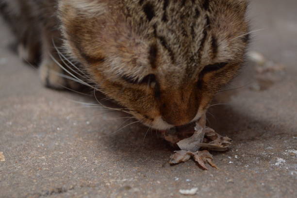 istock homeless city cat 2155354904