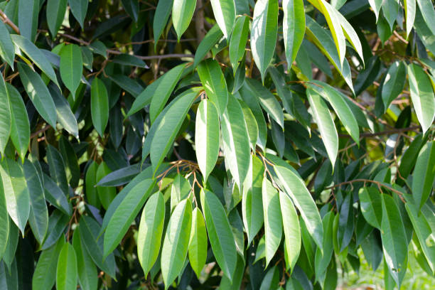 istock Durian tree in the garden 2155355416