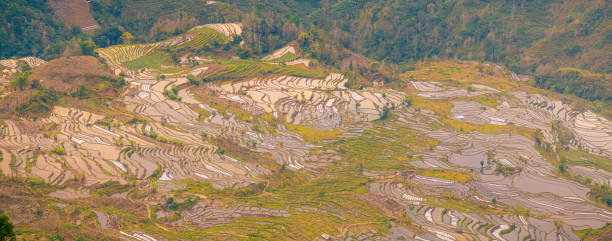 istock Infinite rice fields at Laohuzui aka Tiger Mouth in Yuanyang, China 2155356281