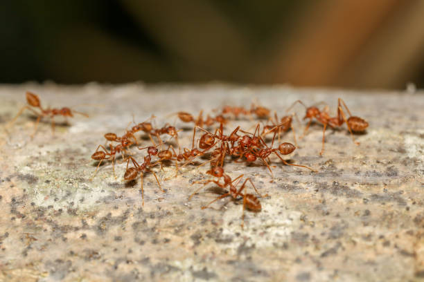 istock Close up red ant on tree in nature background at thailand 2155356498