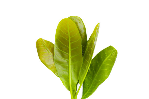 istock Young leaves of cashew tree 2155356874
