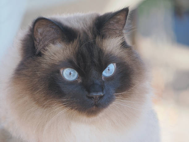 istock A Close-up Focus Stacked Portrait of a Beautiful Himalayan Cat 2155357148