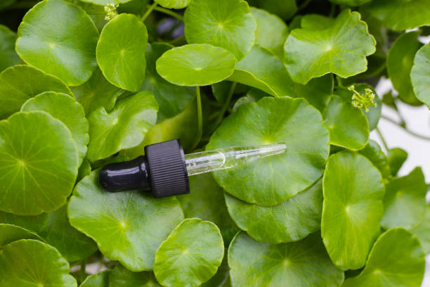 istock Centella asiatica (gotu kola). Fresh green leaves herb background. 2155357187