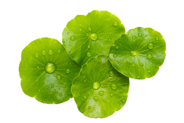 istock Fresh centella asiatica leaves with rain drop. Gotu kola herb plant 2155357202