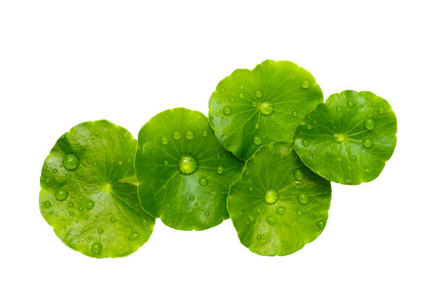 istock Fresh centella asiatica leaves with rain drop. Gotu kola herb plant 2155357207