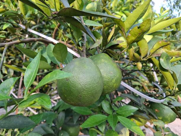 istock Green orange fruits 2155359585