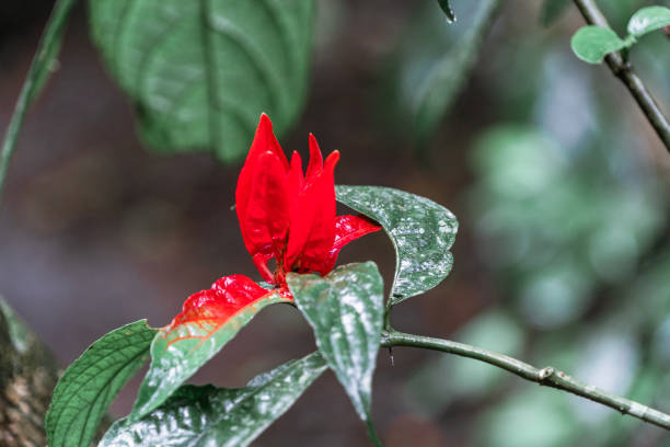 Leaves and flowers of the Amazon rainforest
