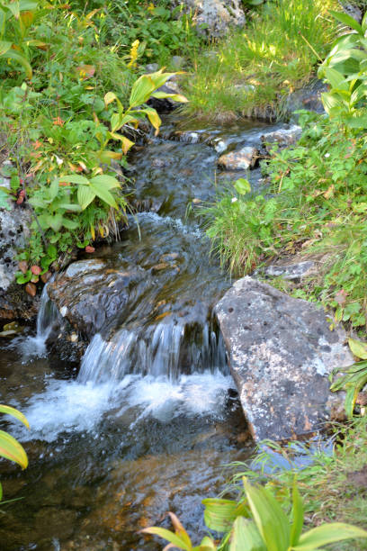 istock A stormy mountain brook flows down in a swift stream through thickets of dense bushes. 2155361535