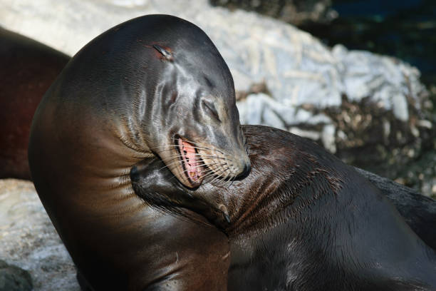 istock Sea Lions Cuddling on Rocky Shore 2155361705