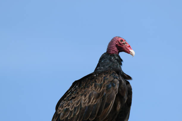 istock Turkey vulture close-up against blue sky 2155361759
