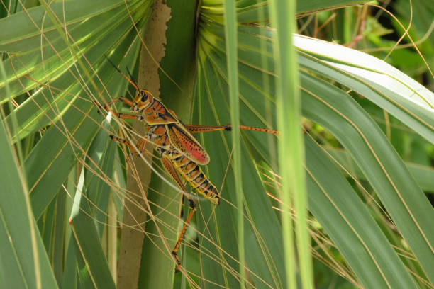 istock Colorful grasshopper on plant leaves 2155361783