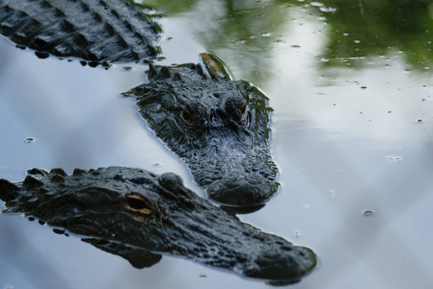 Hungry alligators longing for more!