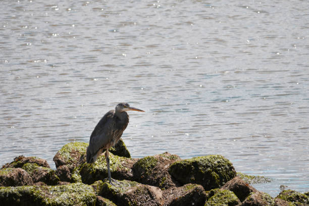 istock Gray Heron at Maplewood Mudflats Wild Bird Trust in North Vancouver 2155362122