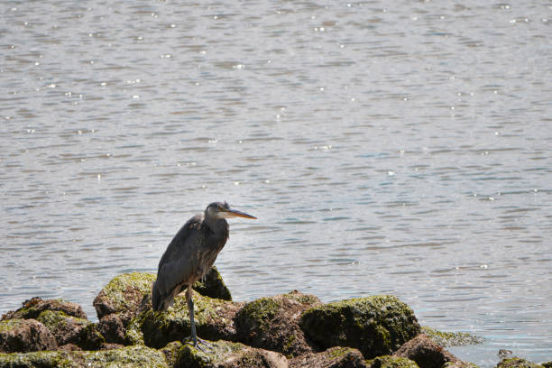 istock Gray Heron at Maplewood Mudflats Wild Bird Trust in North Vancouver 2155362128
