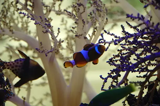 Top View Nemo Fish Nemo Fish Pictures | Download Free Images on Unsplash
