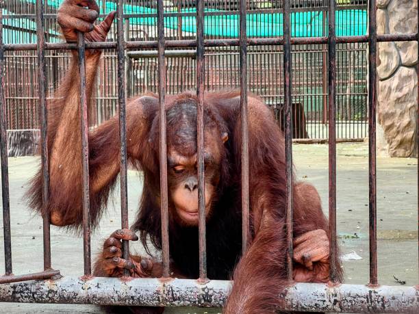 istock a photography of a monkey in a cage with its head through bars. 2155366366