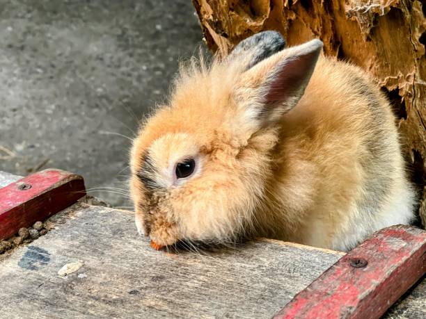 istock a photography of a small rabbit sitting on a wooden surface. 2155366533