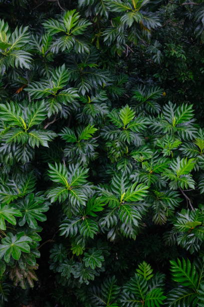 istock Tropical forest - El Yunque National Forest, Puerto Rico 2155369481