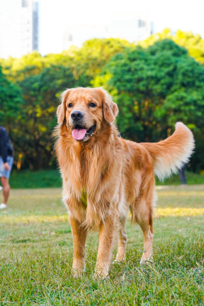 istock Golden retriever playing on the grass in the park 2155370992