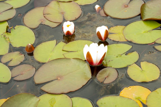 istock White water lilies and water lily leaves in lily pond 2155372554