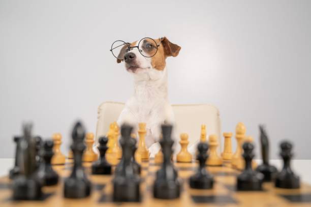 istock Smart dog jack russell terrier in glasses plays chess on a white background. 2155372997