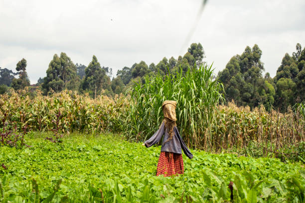 Tyazo, Rwanda - September 2019: A family working in their home garden in Tyazo on September 13, 2019 in Tyazo, Rwanda.