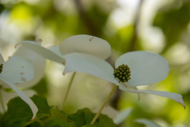 Cornus kousa, commonly called Japanese dogwood, Kousa, and Kousa dogwood, is native to East Asia and is a small, deciduous flowering tree, with bloom occurring from late spring to early summer (May-June). Kousa dogwood “flowers” are four petal-like white bracts which surround the center cluster of yellowish-green, true flowers. Flowers are followed by berry-like fruits which mature to a pinkish red in summer.