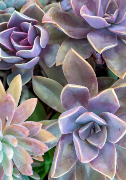 istock Beautiful varieties of succulent plants 2155377461
