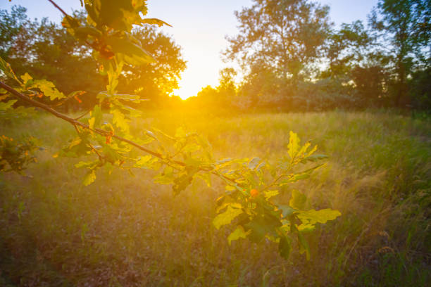 The green trees in summer
