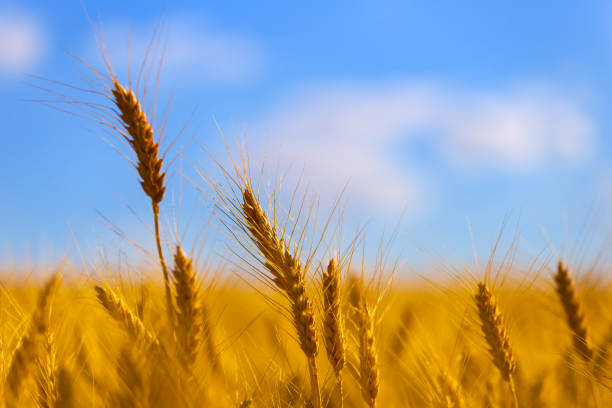 istock closeup golden summer wheat field under blue sky 2155378463
