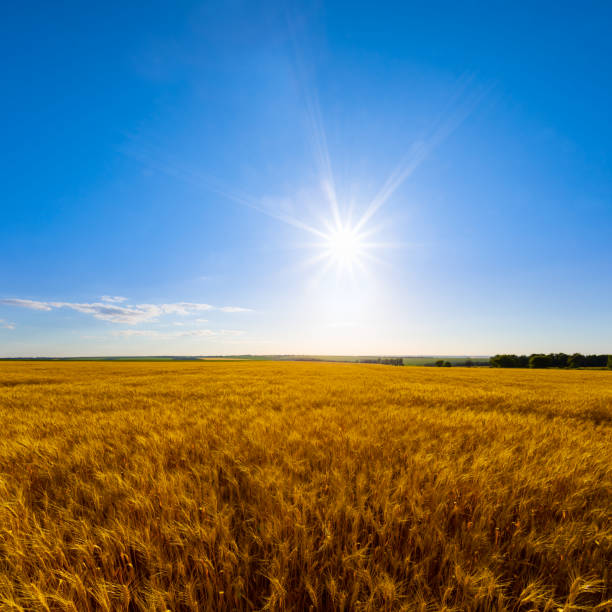 istock wide golden summer wheat field under blue sky 2155378485