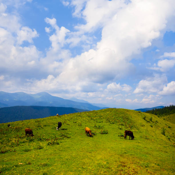 istock brown cow herd graze on green mountain pasture 2155378599