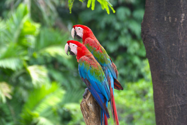 istock Marco parrot perched on a branch In a humid tropical forest. 2155378710