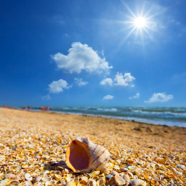 closeup empty marine shell lie on sandy sea beach at summer sunny day