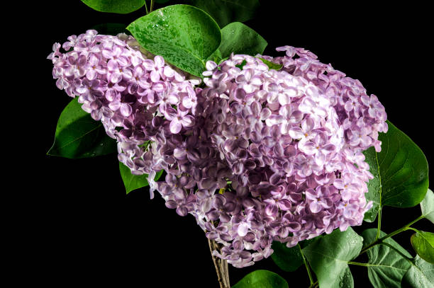 istock Blooming Pink flowers of Common lilac on a black background 2155378794
