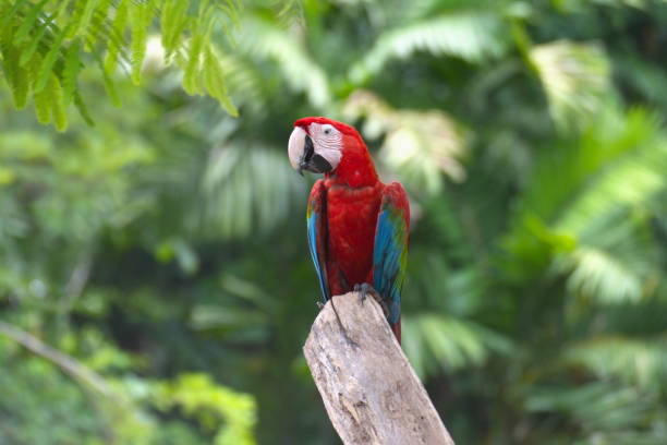 istock red marco parrot Perched on a branch in a rich, green forest. 2155378932