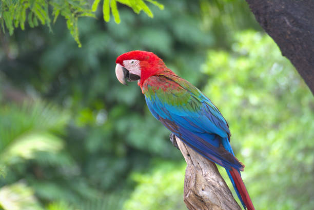 istock red marco parrot Perched on a branch in a rich, green forest. 2155378937