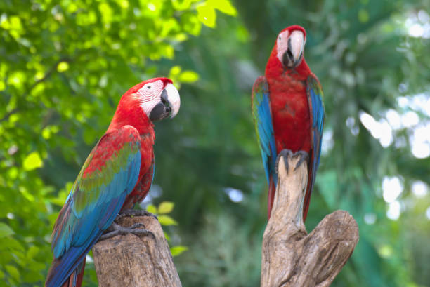 istock red marco parrot standing on a branch To rest under the shade of a tree. 2155378959