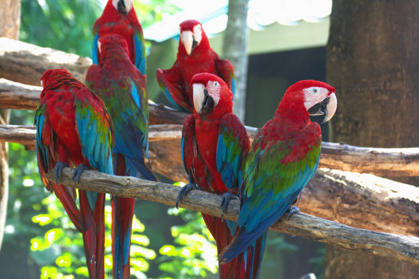 istock red marco parrot perched on a branch There are many groups together. To rest during the daytime 2155378997