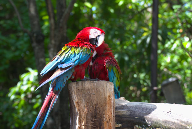 red marco parrot perched on a branch To rest during the daytime