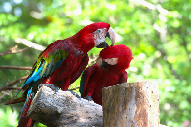 istock red marco parrot perched on a branch To rest during the daytime 2155379014